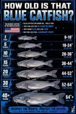 how old is the catfish.webp